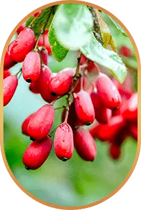 Berberine ingredient used in LivPure